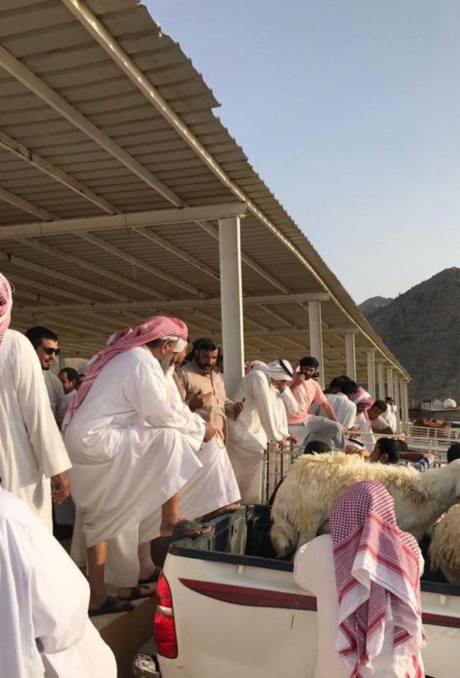 أسواق المواشي في جدة تشهد إقبال كبير من المواطنين